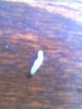 Larva houbomilky