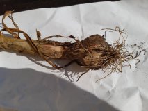 Poškozená rostlina - cibule